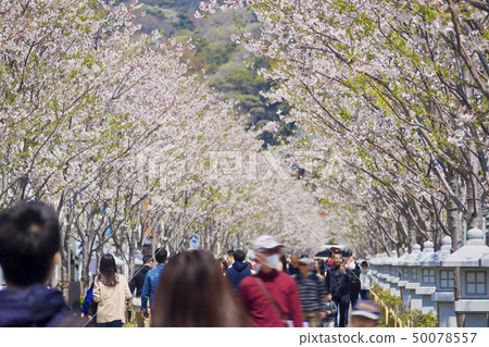 [神奈川縣]鎌倉，一排排的櫻桃樹 50078557