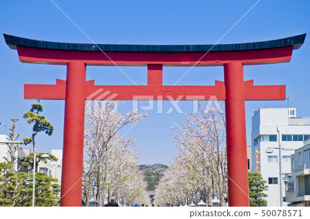 [神奈川縣]鎌倉，一排排的櫻桃樹 50078571