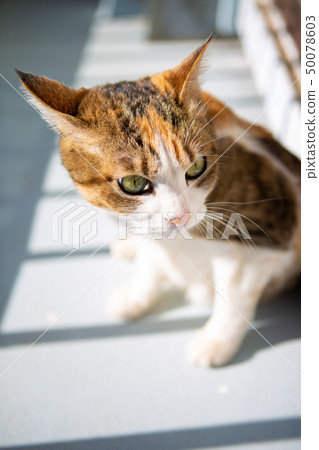 梅拉貓在陽台上 梅拉貓在陽台上 50078603