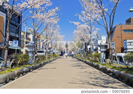 [Kanagawa Prefecture] Kamakura, row of row of cherry trees 50078895