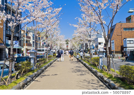 [神奈川縣]鎌倉，一排排的櫻桃樹 50078897