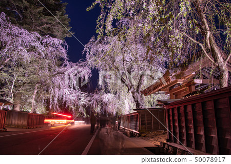 Senboku市秋田縣Sakakibara垂枝櫻花照亮 Senboku市秋田縣Sakakibara垂枝櫻花照亮 50078917