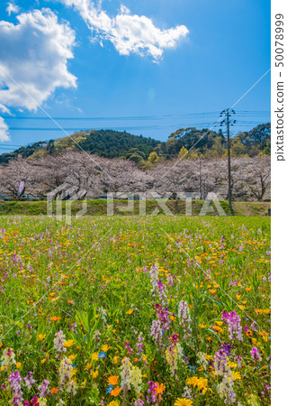 Flower field using rice fields and cherry blossoms of Nakagawa Matsuzaki-cho, Kamo-gun, Shizuoka Prefecture Flower field using rice fields and cherry blossoms of Nakagawa Matsuzaki-cho, Kamo-gun, Shizuoka Prefecture 50078999
