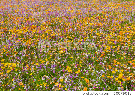 Flower field using rice fields Matsuzaki-cho, Kamo-gun, Shizuoka Prefecture Flower field using rice fields Matsuzaki-cho, Kamo-gun, Shizuoka Prefecture 50079013