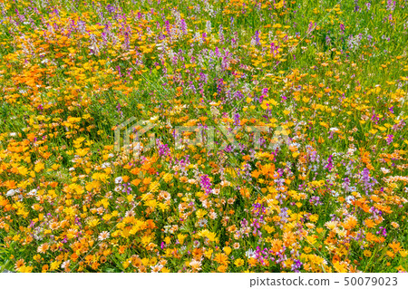 使用稻田的花田，靜岡縣加茂郡松崎町 50079023