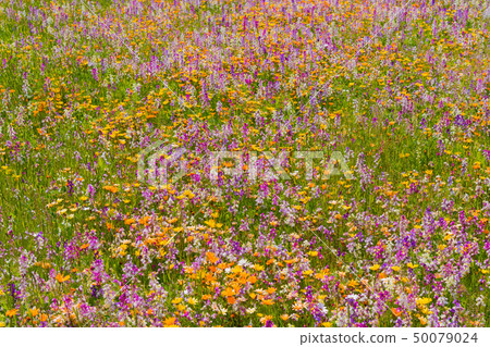 Flower field using rice fields Matsuzaki-cho, Kamo-gun, Shizuoka Prefecture Flower field using rice fields Matsuzaki-cho, Kamo-gun, Shizuoka Prefecture 50079024
