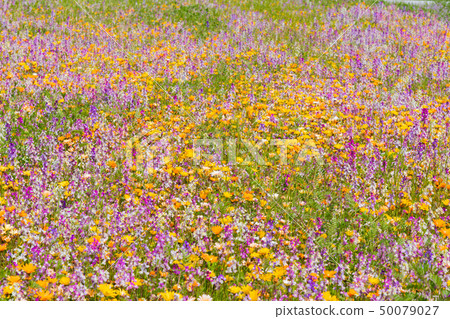 Flower field using rice fields Matsuzaki-cho, Kamo-gun, Shizuoka Prefecture Flower field using rice fields Matsuzaki-cho, Kamo-gun, Shizuoka Prefecture 50079027
