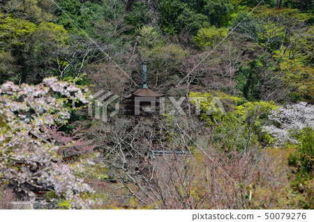 Tsushiyama Shrine三重塔 50079276