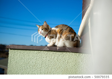 藍天和穆里貓 50079335