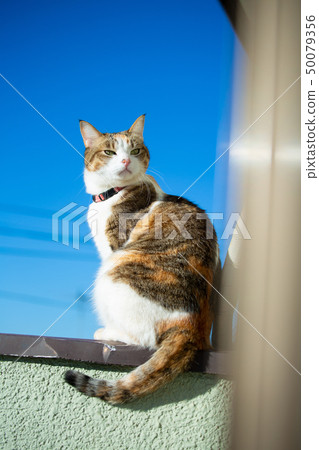 藍天和穆里貓 藍天和穆里貓 50079356