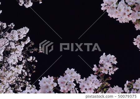 A frame of blossoming cherry blossoms in full bloom against the night sky 50079375