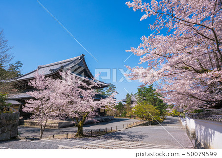 Cherry blossoms at Kyoto Nanzenji 50079599