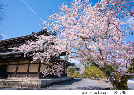 Cherry blossoms at Kyoto Nanzenji 50079601