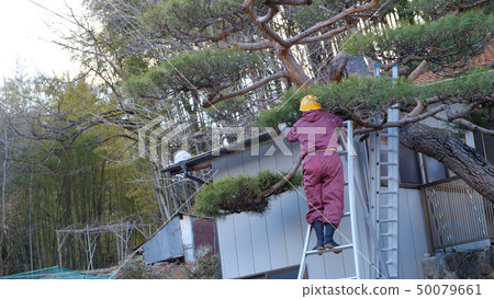 Pruning garden trees craftsman engineer countryside 50079661