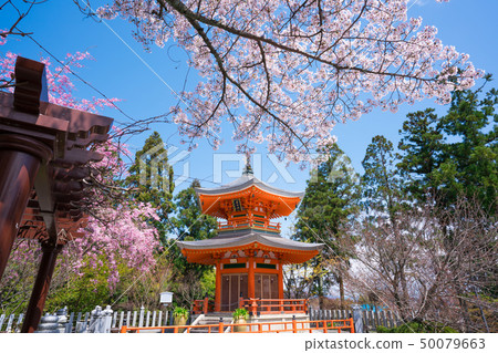 京都昭和寺軒jo堂和櫻花 50079663
