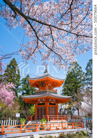 Kyoto Shōboji temple Henjoto and cherry blossoms 50079664