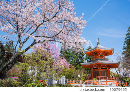 京都昭和寺軒jo堂和櫻花 50079665