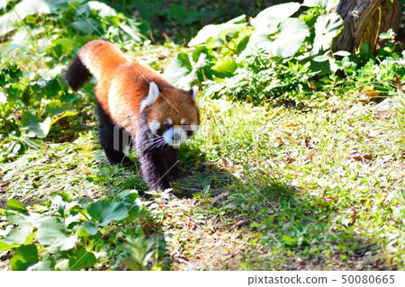 Sisen Red Panda 50080665