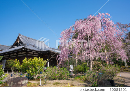金剛Gojo櫻花在京都 金剛Gojo櫻花在京都 50081201