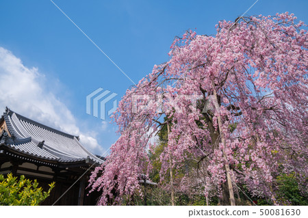 Cherry blossoms of King Kong Gojo in Kyoto Cherry blossoms of King Kong Gojo in Kyoto 50081630