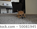 狗狗 50081945