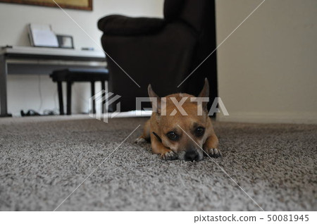 狗狗 狗狗 50081945
