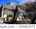Cherry tree of old tree 50081975