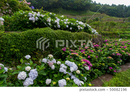 Hydrangea Image, Hydrangea, 50082196