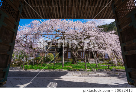 Cherry blossoms in Kyoto Cherry blossoms in Kyoto 50082413