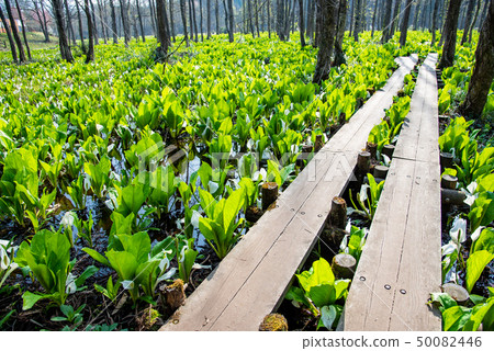Akita Prefecture Semboku-shi Sabiragi Wetland's water Bonsai tree wood road 50082446
