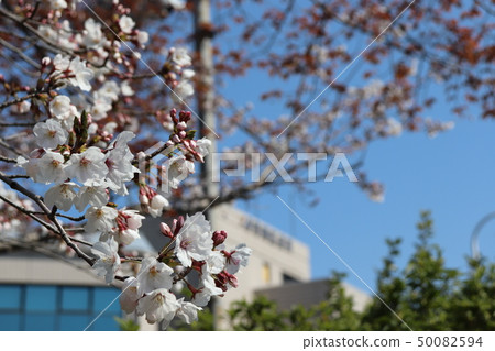 Minami-ku government office, spring scenery of Sakai City Minami-ku government office, spring scenery of Sakai City 50082594