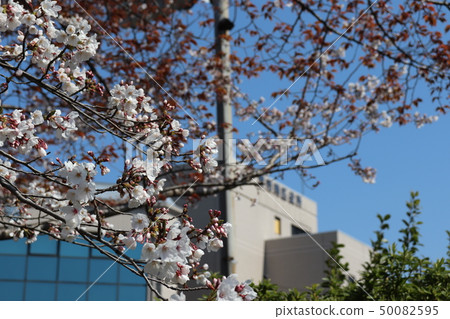 南區政府,Sak市的春天的風景 南區政府,Sak市的春天的風景 50082595