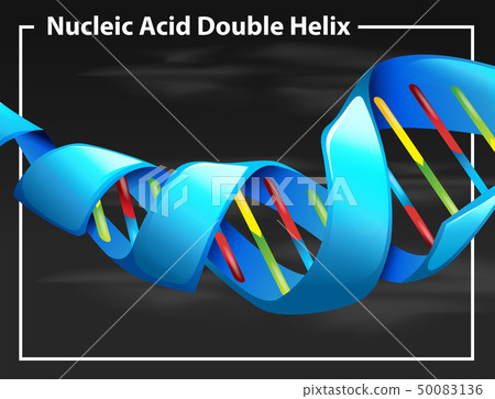 Nucleic acid double helix Nucleic acid double helix 50083136