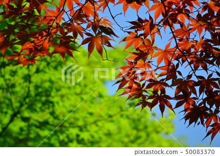 Momiji,當它是新鮮的綠色 Momiji,當它是新鮮的綠色 50083370