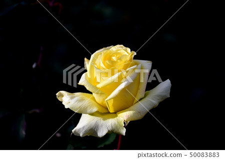 Yellow rose blooming in the botanical garden of Chofu city 50083883