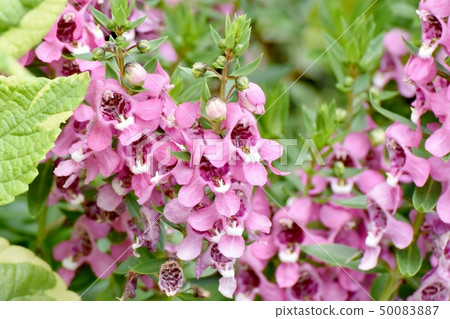 Purple Angelonia (Selena series) blooming in Mitaka Nakahara 50083887