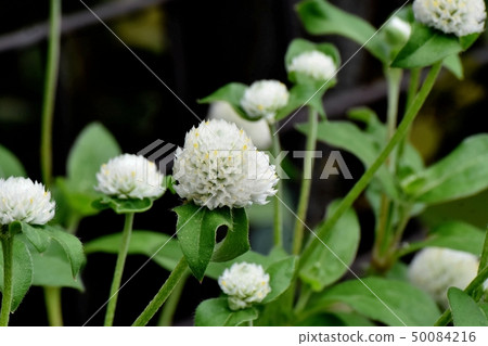 開花在三鷹中原的白色Sennichikou 50084216