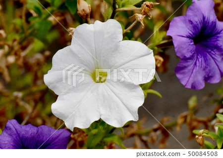開花在三鷹中原的白色喇叭花 50084508