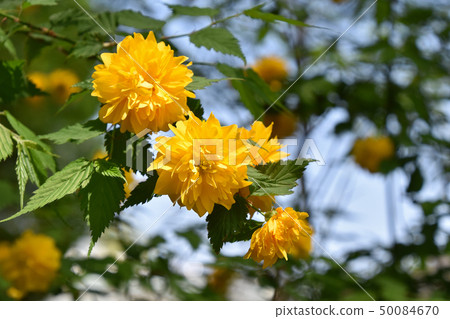 八重山bunki（八重月紀） 50084670