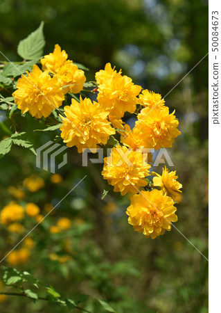 八重山bunki（八重月紀） 50084673