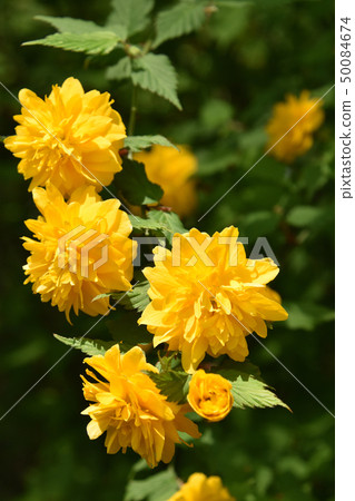 八重山bunki（八重月紀） 50084674