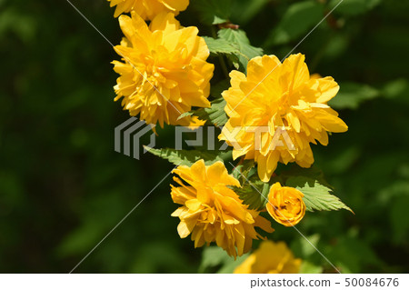 八重山bunki（八重月紀） 50084676