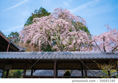 Cherry blossoms Cherry blossoms 50085190