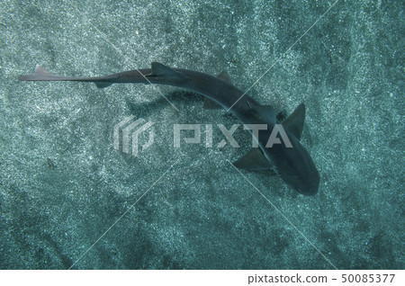 鯊魚在海裡游泳 50085377