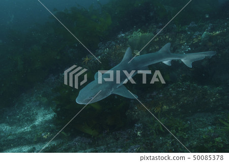 鯊魚在海裡游泳 鯊魚在海裡游泳 50085378