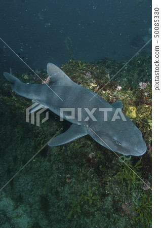 鯊魚在海裡游泳 鯊魚在海裡游泳 50085380