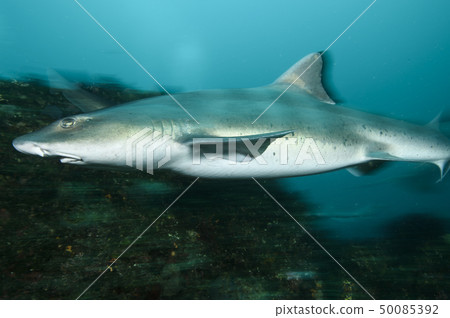 Sharks swimming in the sea 50085392