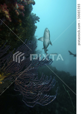 A group of sharks swimming in the sea 50085393