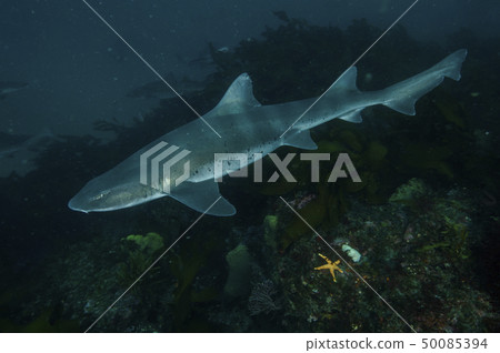 A group of sharks swimming in the sea A group of sharks swimming in the sea 50085394