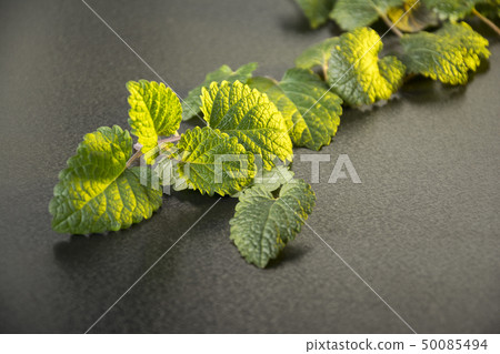 Closeup fresh mint on a table golden light on 50085494